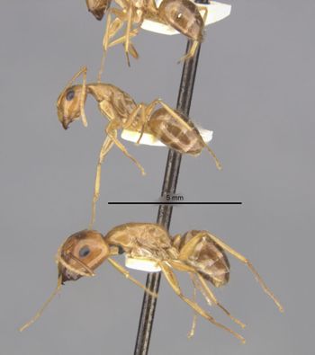 Media type: image;   Entomology 9226 Aspect: habitus lateral view